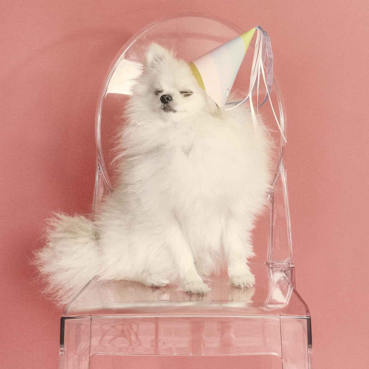 Dog Birthday Cake Near Me Made Easy Dog Birthday Cake Near Me Made Easy