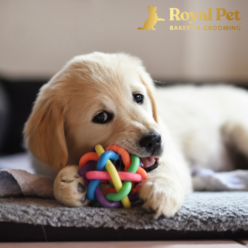 Royal Pet Bakery & Grooming - Understanding the Life Stages of Your Dog