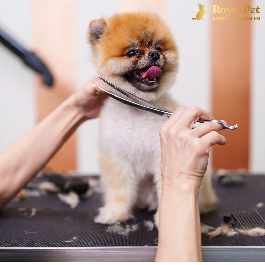 Dog Care and Grooming: Essential Tips from Royal Pet Bakery &amp; Grooming