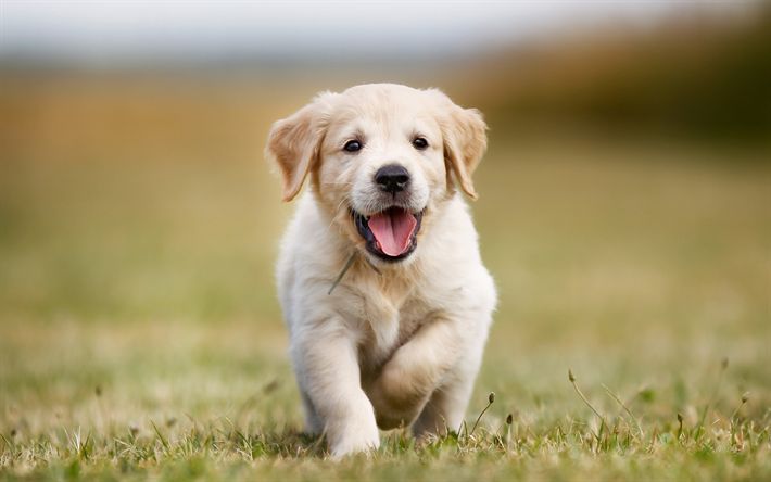 The Importance of Pet Insurance: Safeguarding Your Furry Family Members at Every Age