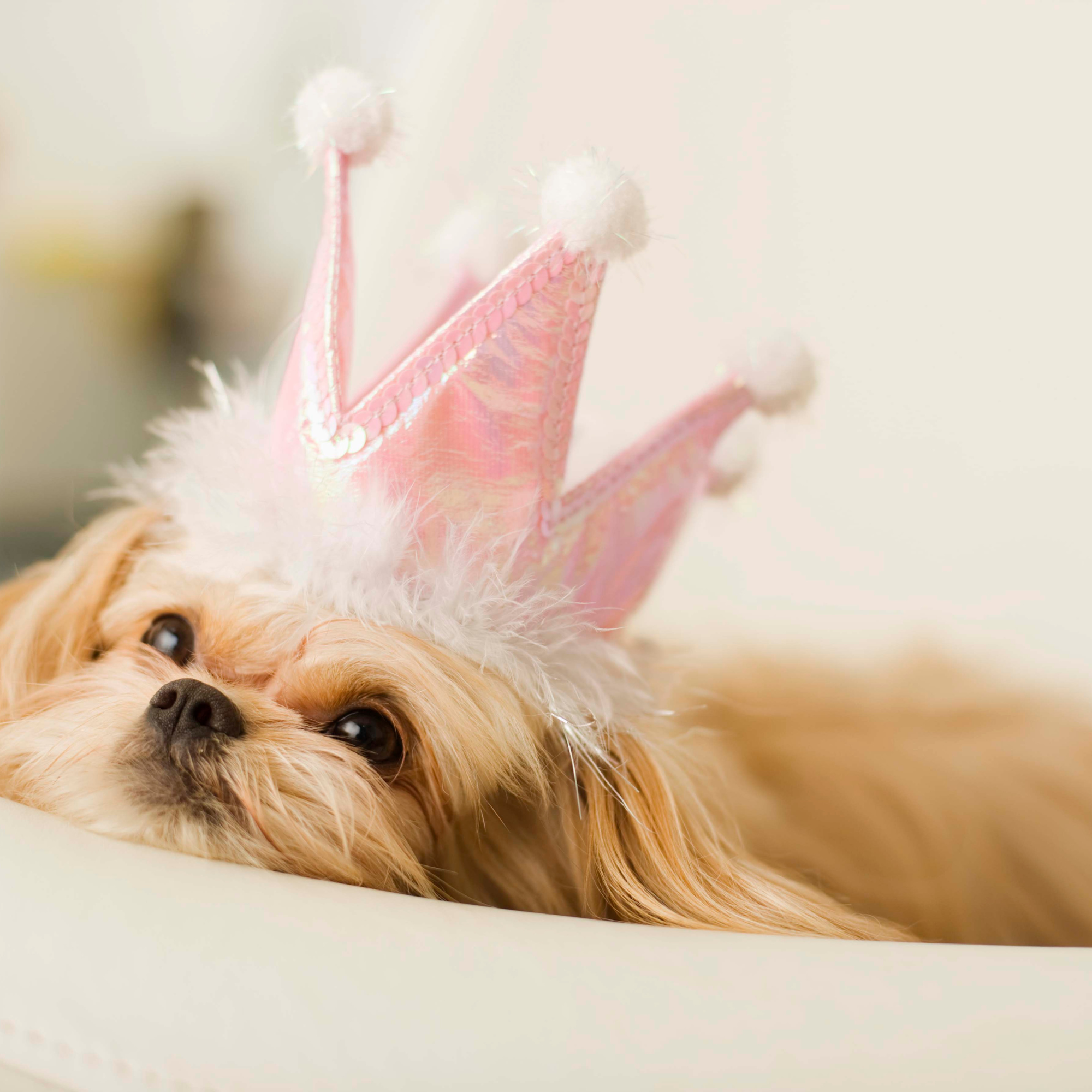 Royal Spa Bath – Royal Pet Bakery Grooming - Main Image